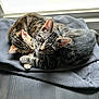 abyssinian, animal, blanket, cat, chair, clothing, couch, cushion, egyptiancat, furniture, hardwood, homedecor, kitten, linen, manx, pants, person, pet, sleeping, wood