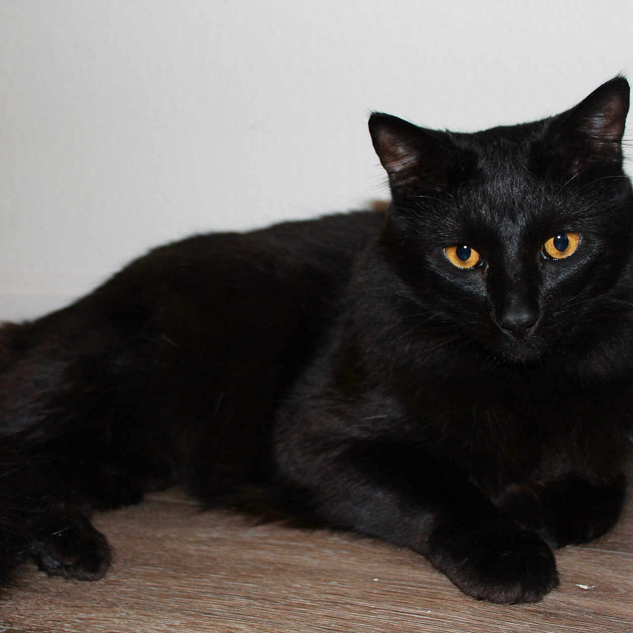 Buoy is registered to the contest to win money with this photo: animal, blackcat, cat, manx, pet, wood