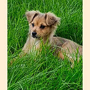 Rose joined the competition — help win amazing prizes! puppy, dog, grass, outdoor, nature, animal, pet, cute, fur, ears, green, young, lying_down, canine, adorable, field, playful, portrait, small, fluffy