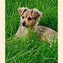 puppy, dog, grass, outdoor, nature, animal, pet, cute, fur, ears, green, young, lying_down, canine, adorable, field, playful, portrait, small, fluffy