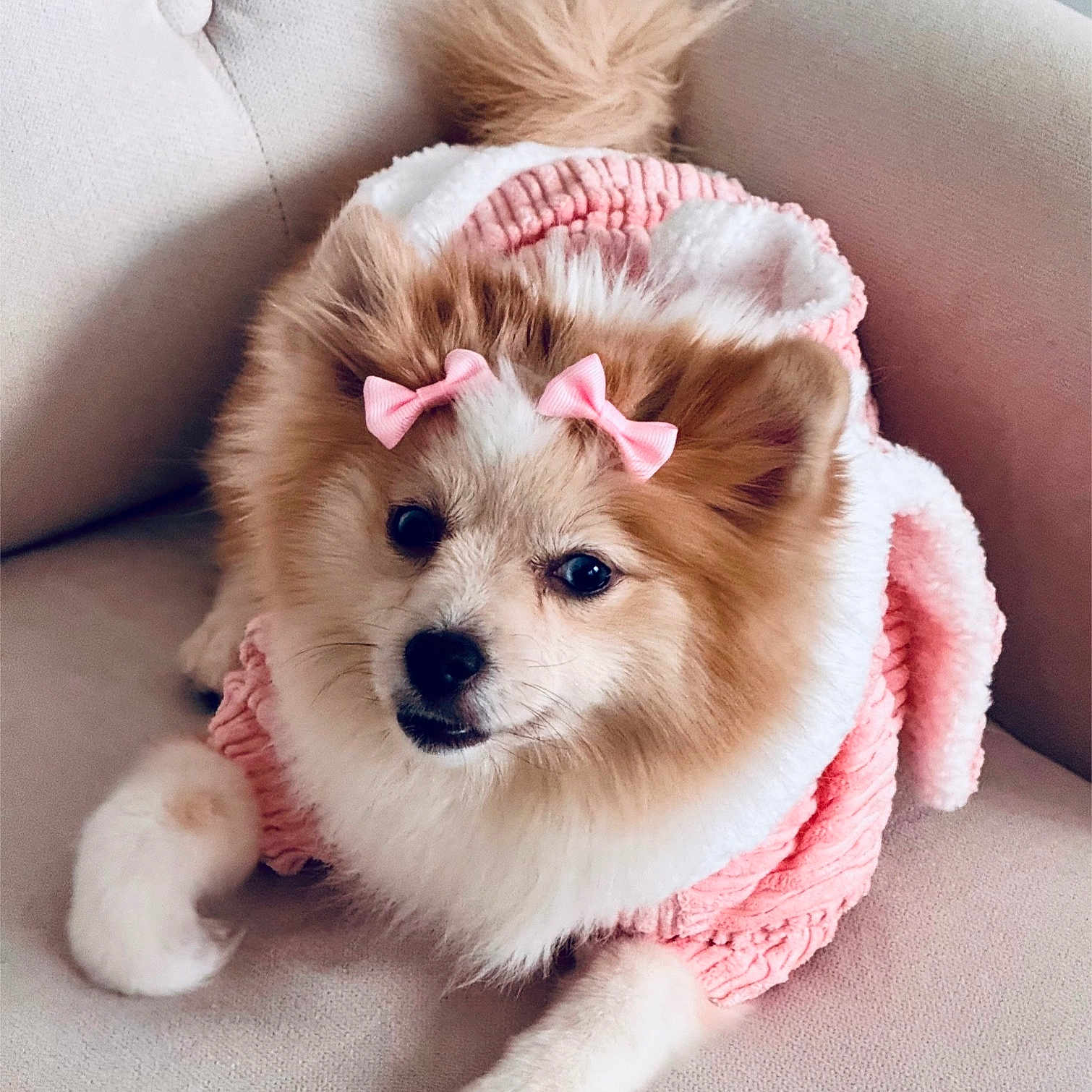 Jaydah is registered to the contest to win money with this photo: animal, blanket, canine, cockerspaniel, dog, dogbed, eskimodog, papillon, person, pet, puppy, sleeping
