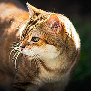 Kilouche a rejoint le concours — aidez-le/la à gagner de superbes lots ! cat, tabby, whiskers, animal, pet, fur, close_up, outdoor, curious, face, portrait, mammal, nature, feline, looking_away, soft_light, background_blur, ears, green_eyes, domestic_cat