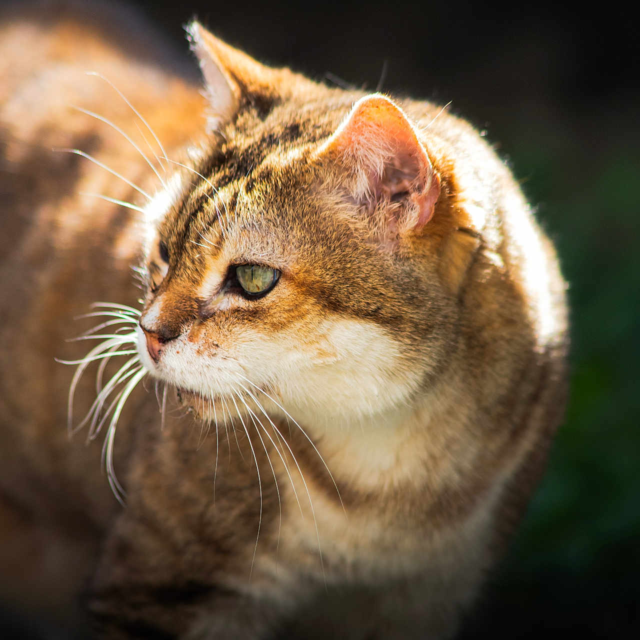 Kilouche a rejoint le concours — aidez-le/la à gagner de superbes lots ! animal, background_blur, cat, close_up, curious, domestic_cat, ears, face, feline, fur, green_eyes, looking_away, mammal, nature, outdoor, pet, portrait, soft_light, tabby, whiskers