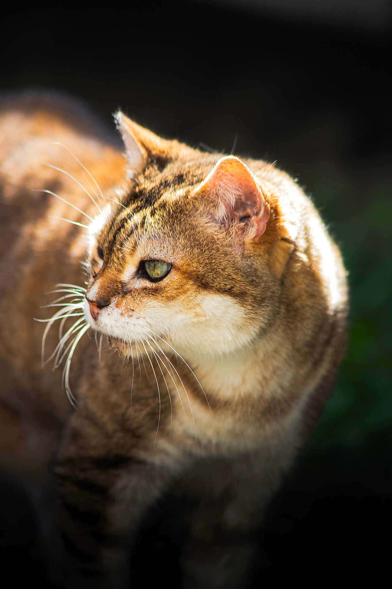 Kilouche a rejoint le concours — aidez-le/la à gagner de superbes lots ! cat, tabby, whiskers, animal, pet, fur, close_up, outdoor, curious, face, portrait, mammal, nature, feline, looking_away, soft_light, background_blur, ears, green_eyes, domestic_cat