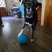 Loki joined the competition — help win amazing prizes! dog, blue_ball, indoor, wooden_floor, stairs, black_and_white, pet, playful, animal, collar, house, door, shelf, toy, fur, flooring, canine, living_room, excited, paw