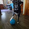 dog, blue_ball, indoor, wooden_floor, stairs, black_and_white, pet, playful, animal, collar, house, door, shelf, toy, fur, flooring, canine, living_room, excited, paw