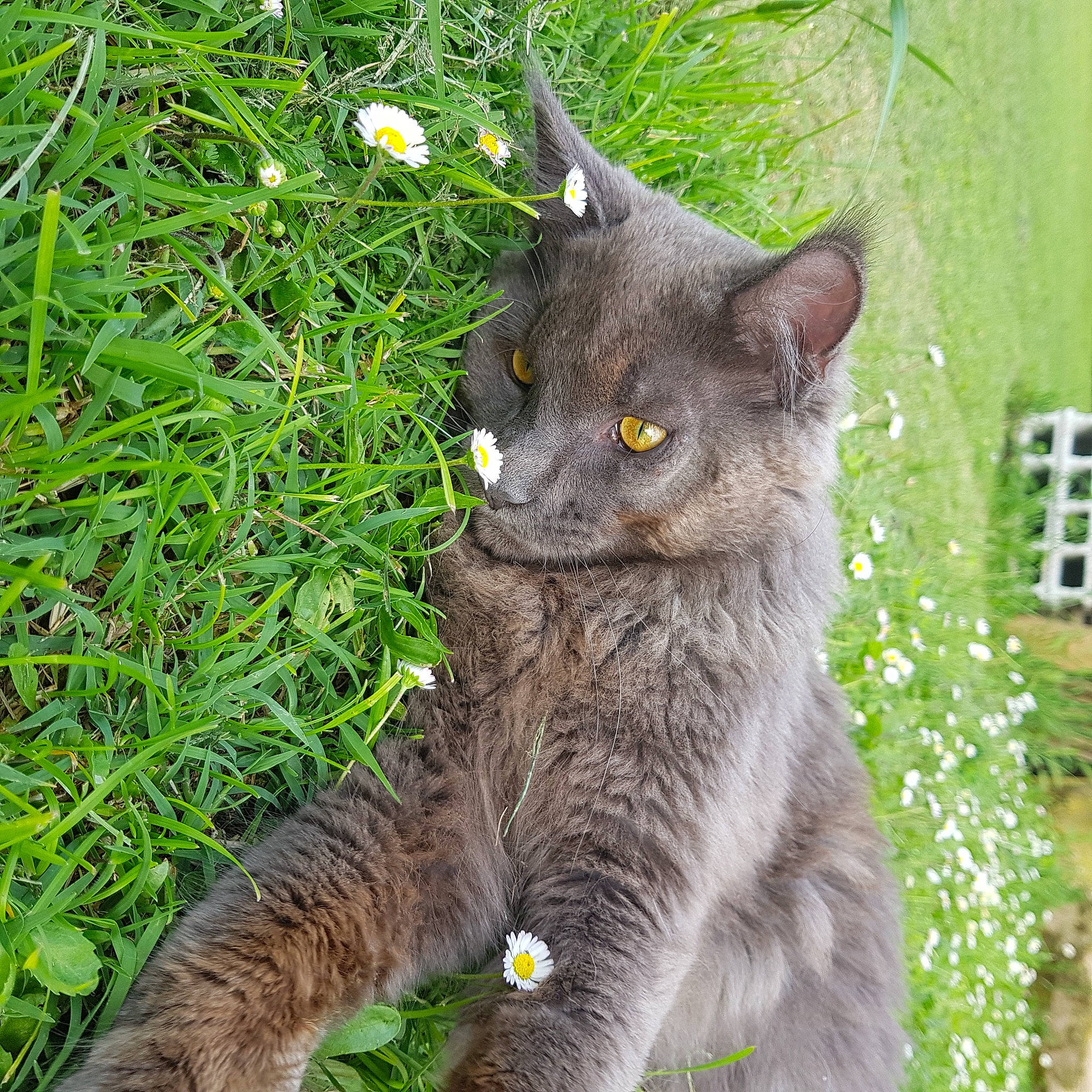 Mowgli a rejoint le concours — aidez-le/la à gagner de superbes lots ! british_shorthair, carnivore, cat, chartreux, domestic_short_haired_cat, european_shorthair, felidae, german_rex, korat, mammal, nebelung, russian_blue, small_to_medium_sized_cats, snout, vertebrate, whiskers