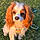 Dasher