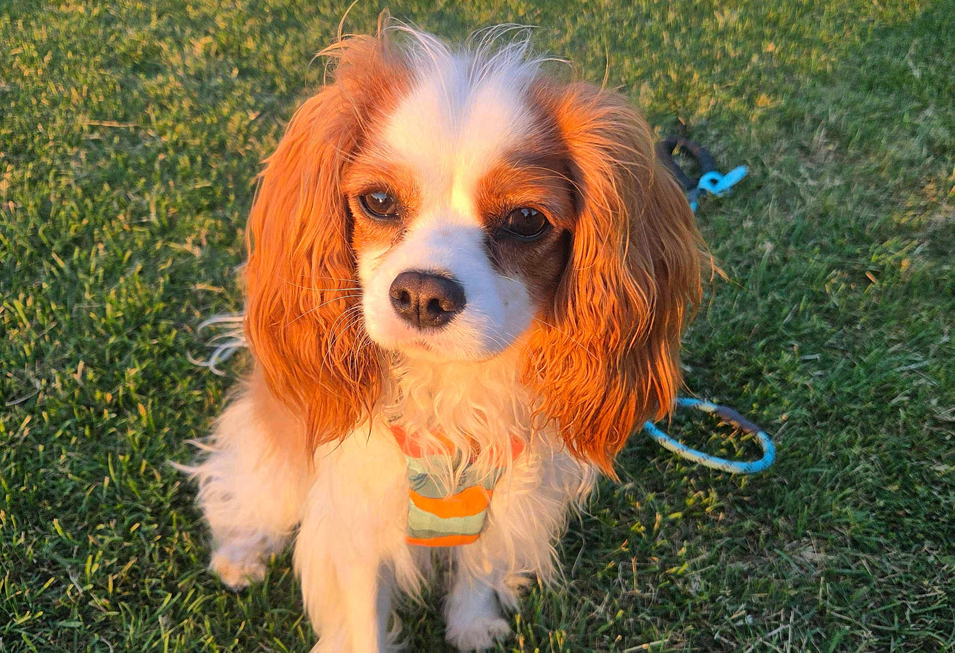 Dasher is registered to the contest to win money with this photo: dog, cavalier_king_charles_spaniel, pet, animal, outdoor, grass, sunlight, portrait, ears, fur, cute, bandana, canine, nature, closeup, muzzle, leash, brown, white, adorable