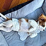 Dasher is registered to the contest to win money with this photo: puppy, dog, diaper, pet_bed, relaxed, lying_down, brown_and_white, fur, ears, cute, indoor, wooden_floor, animal, small_dog, pet, sleepy, cozy, young_dog, resting, soft_bed