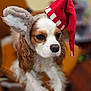 Dasher joined the competition — help win amazing prizes! dog, cavalier_king_charles_spaniel, hat, red_hat, costume, indoor, chair, blurred_background, brown_eyes, white_fur, brown_fur, pet, animal, cute, portrait, close_up, festive, fluffy_ears, sitting, domestic_animal