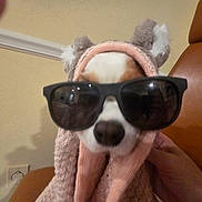 Dasher is registered to the contest to win money with this photo: dog, sunglasses, knitwear, pink, brown, chair, hand, indoors, cute, pet, cozy, portrait, animal, fashion, accessory, ears, face, closeup, relaxing, funny