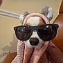 dog, sunglasses, knitwear, pink, brown, chair, hand, indoors, cute, pet, cozy, portrait, animal, fashion, accessory, ears, face, closeup, relaxing, funny