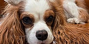 Dasher is registered to the contest to win money with this photo: dog, cavalier_king_charles_spaniel, lace_hat, brown_leather_chair, long_fur, wavy_fur, indoors, pet, resting, close_up, cute, animal, portrait, fluffy, relaxed, face, ears, snout, fur, home