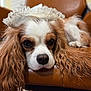 dog, cavalier_king_charles_spaniel, lace_hat, brown_leather_chair, long_fur, wavy_fur, indoors, pet, resting, close_up, cute, animal, portrait, fluffy, relaxed, face, ears, snout, fur, home
