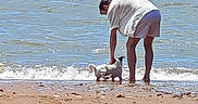 Buck participe au concours pour gagner de l'argent avec cette photo : person, dog, beach, shoreline, ocean, water, waves, sand, seaside, outdoor, summer, crouching, pet, animal, white_clothing, shorts, sunlight, coast, travel, beach_walk