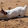 Buck a rejoint le concours — aidez-le/la à gagner de superbes lots ! dog, beach, sand, outdoor, animal, pet, white_fur, brown_markings, short_hair, pointed_ears, curled_tail, lying_down, digging, playing, sunlight, shadow, shoreline, sandy_ground, action_pose, jack_russell_terrier