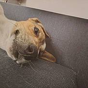 Buck participe au concours pour gagner de l'argent avec cette photo : dog, pet, animal, canine, sleeping, lying_down, close_up, nose, eye, fur, white_fur, brown_fur, whiskers, ear, couch, sofa, indoor, home, relaxed, portrait