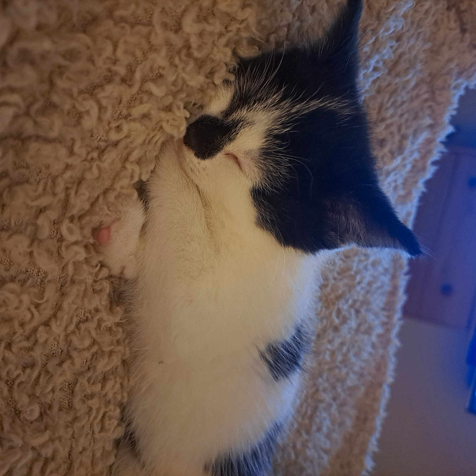 Oreo