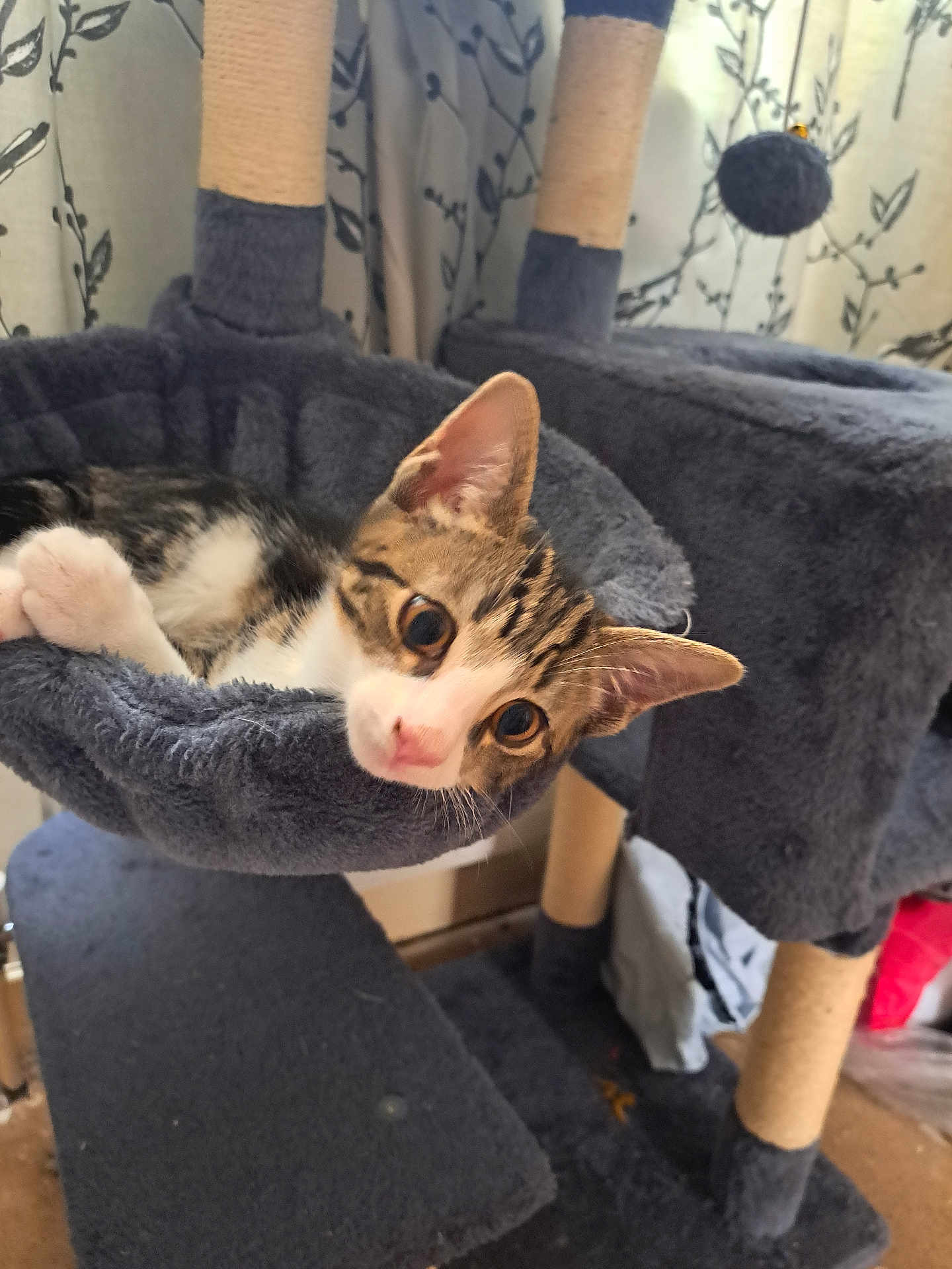 Simba