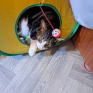 Simba joined the competition — help win amazing prizes! cat, tabby, play_tunnel, toy, ball, pet, indoor, curious, paw, floor, wooden_floor, yellow, green_trim, animal, feline, cute, playful, resting, household, domestic