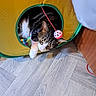 cat, tabby, play_tunnel, toy, ball, pet, indoor, curious, paw, floor, wooden_floor, yellow, green_trim, animal, feline, cute, playful, resting, household, domestic