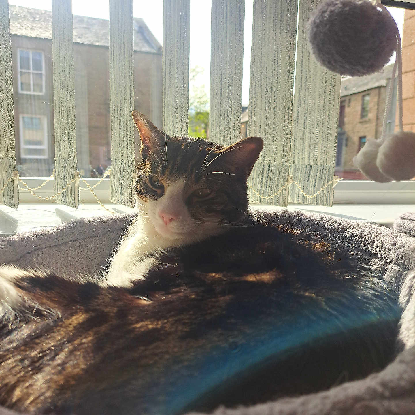 Sinders is registered to the contest to win money with this photo: cat, pet, window, sunlight, indoor, bed, blanket, vertical_blinds, pom_poms, relaxing, feline, domestic_animal, cozy, resting, warm_light, soft_texture, house, daylight, curtains, comfort