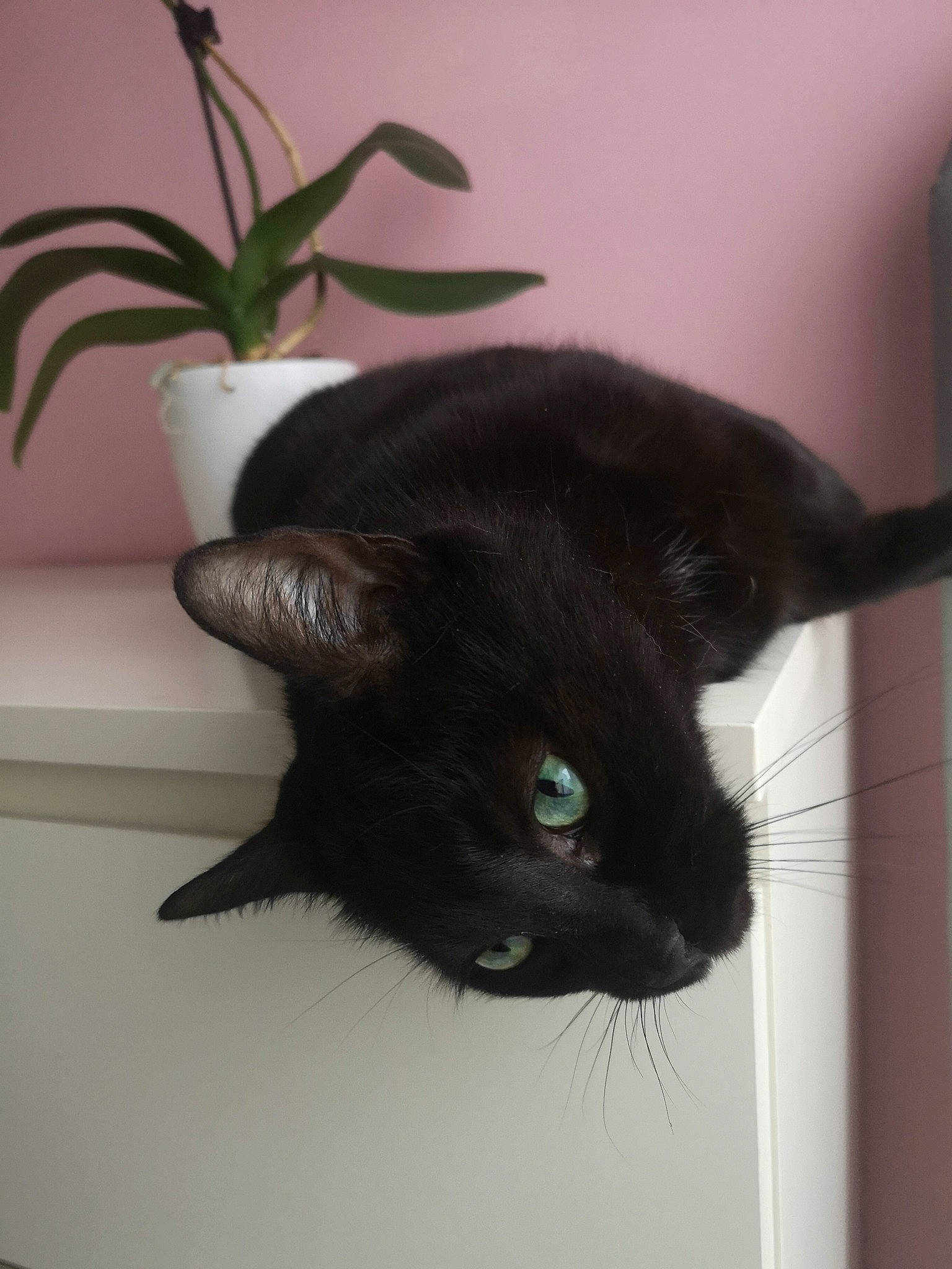 Pupuce participe au concours pour gagner de l'argent avec cette photo : asian, black, black_cat, bombay, carnivore, cat, claw, domestic_short_haired_cat, ear, eye, felidae, fur, havana_brown, kitten, small_to_medium_sized_cats, tail, whiskers