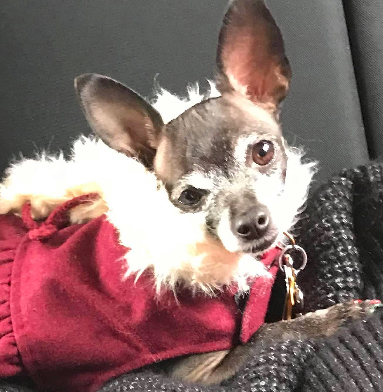 Chocolate joined the competition — help win amazing prizes! canidae, carnivore, chihuahua, collar, companion_dog, corgi_chihuahua, dog, dog_breed, dog_collar, dog_supply, ear, fawn, fur, non_sporting_group, puppy_love, snout, sporting_group, toy_dog, whiskers, working_animal