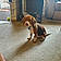 Cooper