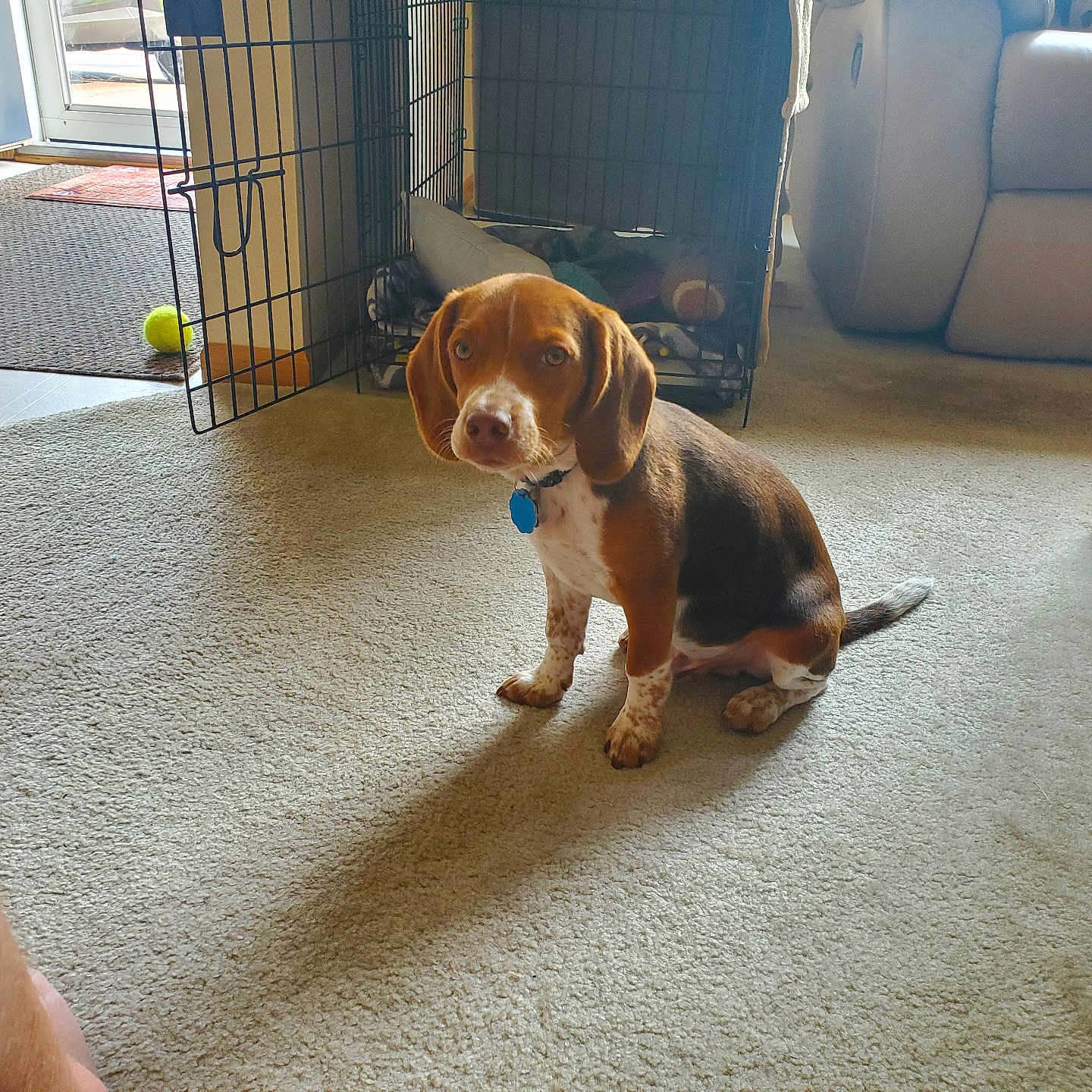 Cooper is registered to the contest to win money with this photo: brown, canine, carpet, collar, crate, cute, dog, domestic_animal, floor, furniture, home, indoor, living_room, looking, pet, puppy, sitting, toy, waiting, white