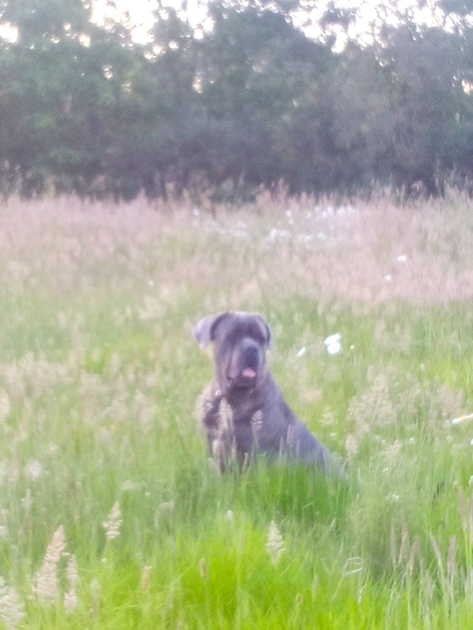 Pogo a rejoint le concours — aidez-le/la à gagner de superbes lots ! canidae, carnivore, companion_dog, dog, dog_breed, fawn, grass, grassland, groundcover, gun_dog, liver, meadow, pasture, plant, prairie, snout, sporting_group, terrestrial_animal, tree, working_animal