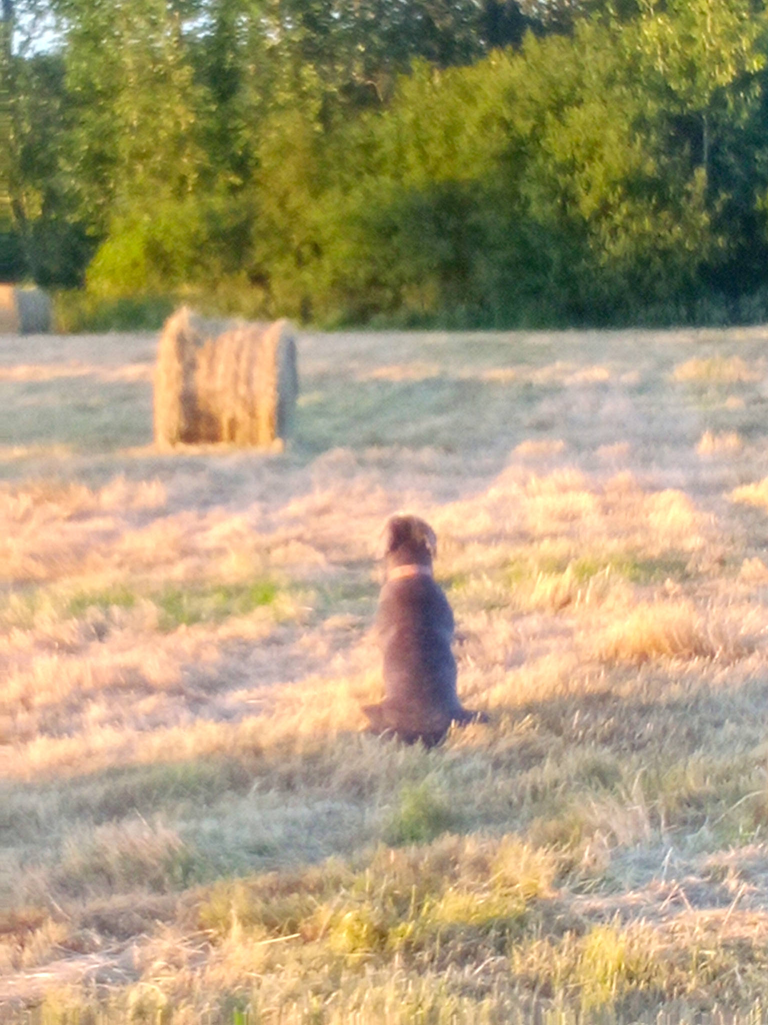 Pogo a rejoint le concours — aidez-le/la à gagner de superbes lots ! fawn, field, forest, grass, grassland, landscape, mammal, meadow, natural_landscape, people_in_nature, plain, plant, plant_community, prairie, sunlight, terrestrial_animal, tree, vertebrate, wildlife, wood