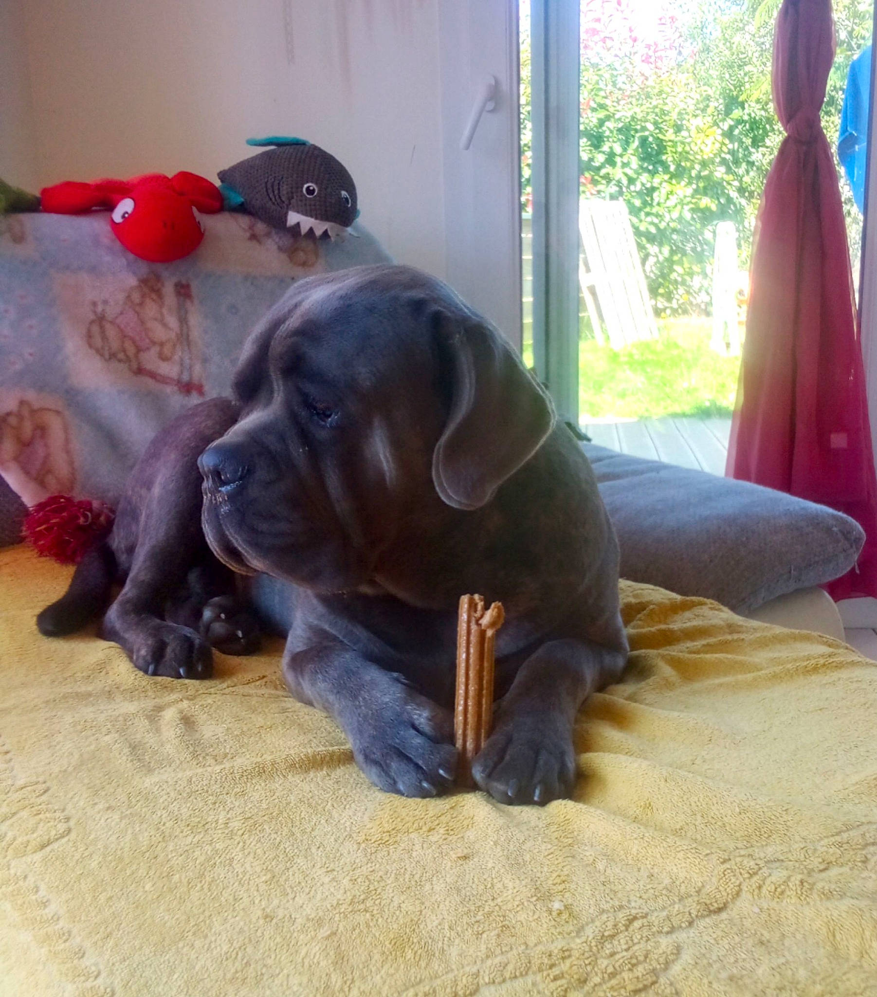 Pogo a rejoint le concours — aidez-le/la à gagner de superbes lots ! borador, canidae, carnivore, collar, comfort, companion_dog, dog, dog_breed, dog_collar, fawn, fur, guard_dog, gun_dog, liver, plant, pointing_breed, retriever, sporting_group, tail, working_animal