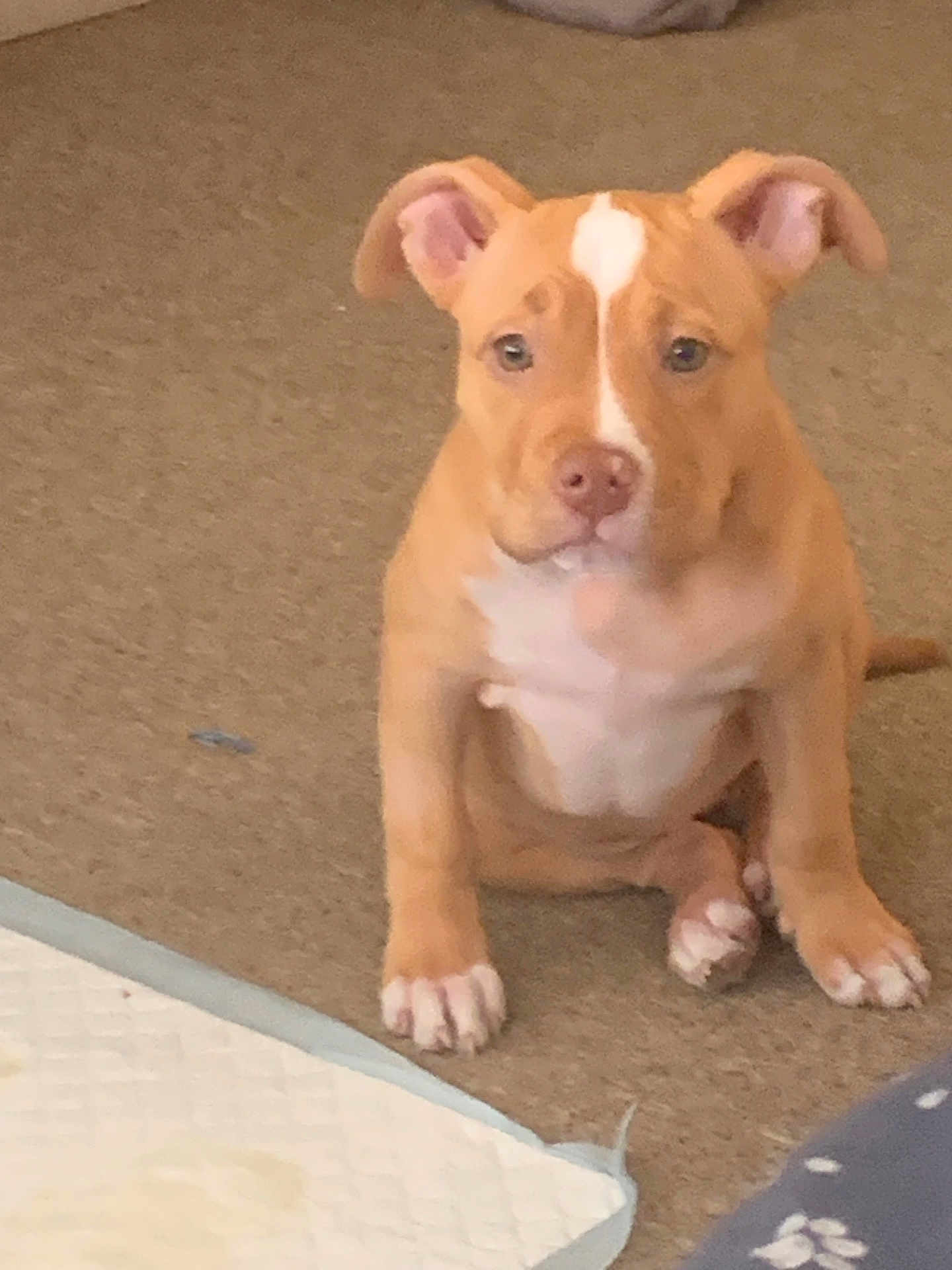 Marble joined the competition — help win amazing prizes! animal, attention, background, carpet, cute, dog, domestic, ears, face, floor, indoor, looking, nose, paw, pet, puppy, sitting, tan, white, young