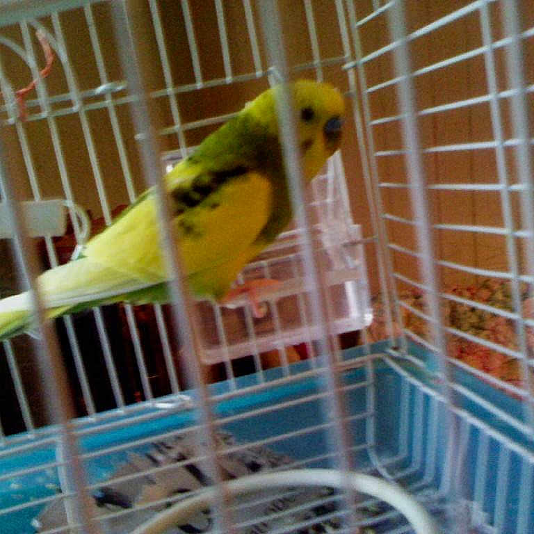 Baby