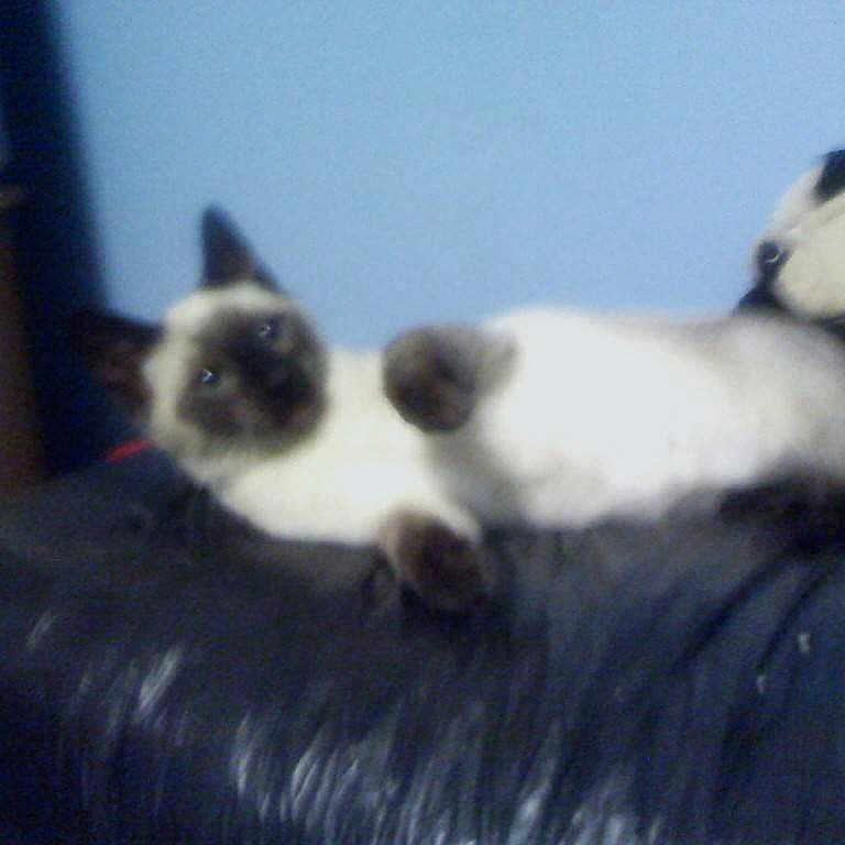 Louie