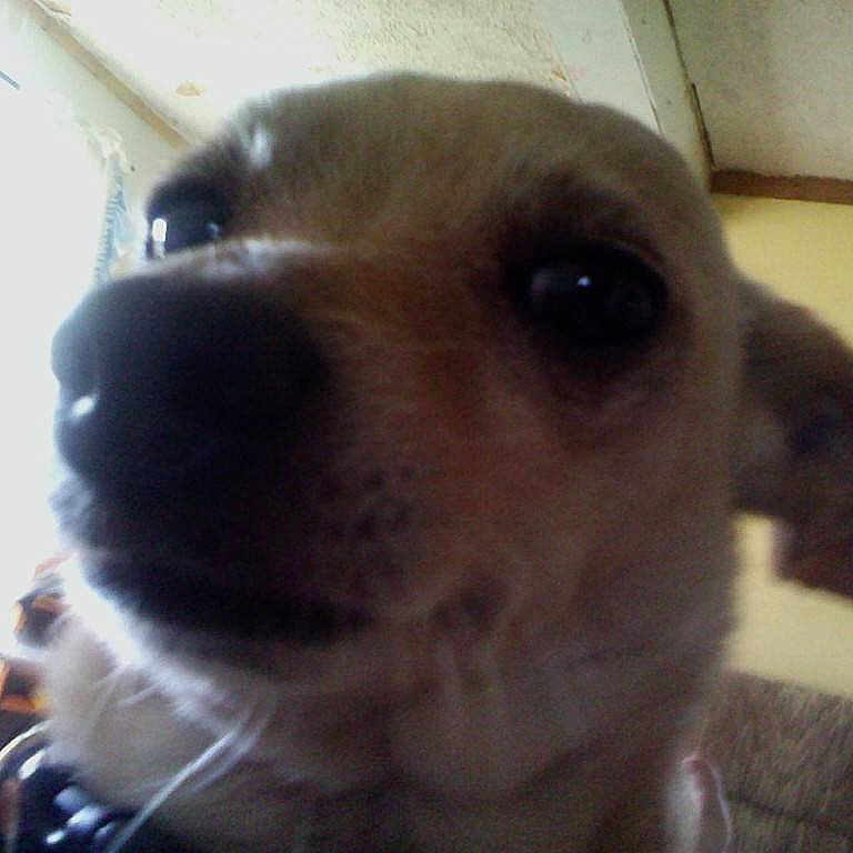 Bubba