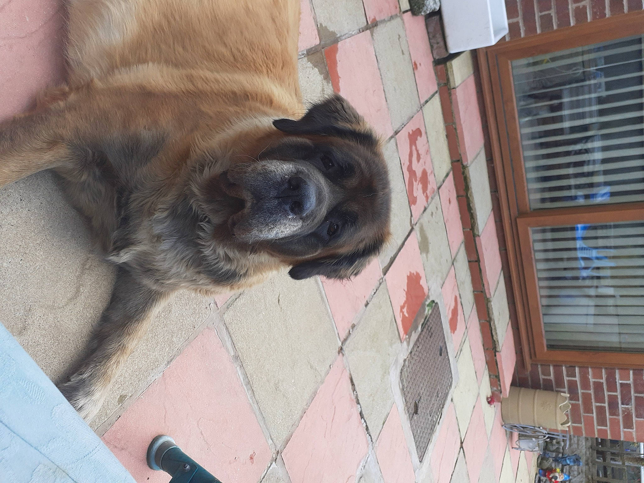 Jesse joined the competition — help win amazing prizes! brick, brickwork, canidae, carnivore, companion_dog, dog, dog_breed, fawn, floor, flooring, foot, fur, hardwood, human_leg, liver, sporting_group, tail, whiskers, window, wood