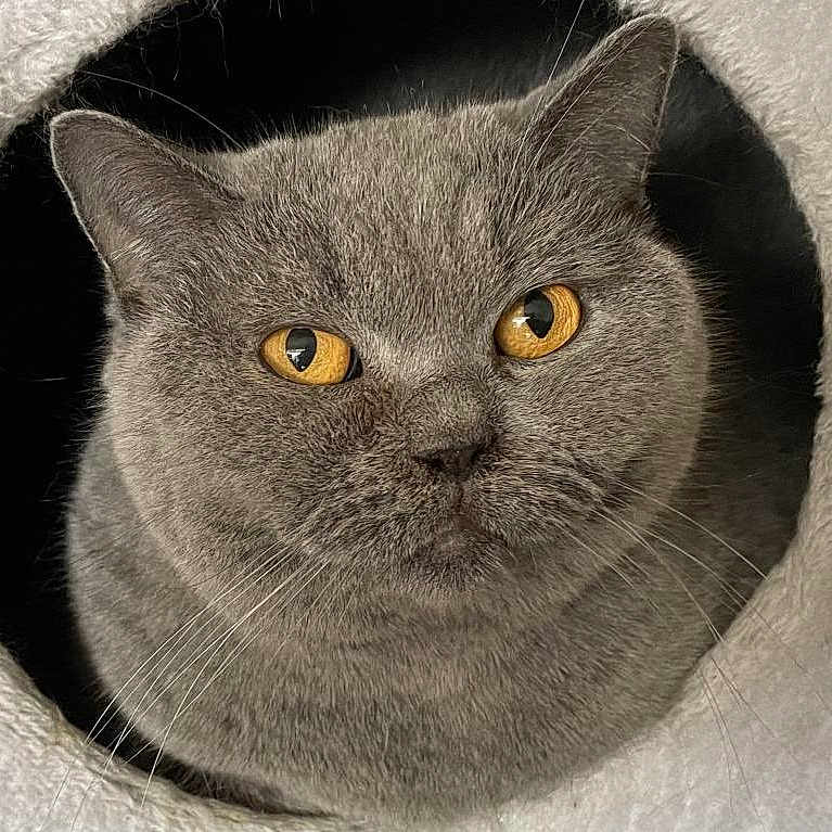 Ohama a rejoint le concours — aidez-le/la à gagner de superbes lots ! abyssinian, angora, animal, blackcat, blanket, cat, gray, kitten, manx, pet, snout, towel