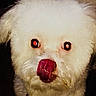 animal, canine, close_up, cute, dark_background, dog, domestic_animal, expression, face, fluffy, fur, licking, mammal, nose, pet, playful, portrait, red_eye, tongue_out, white_dog