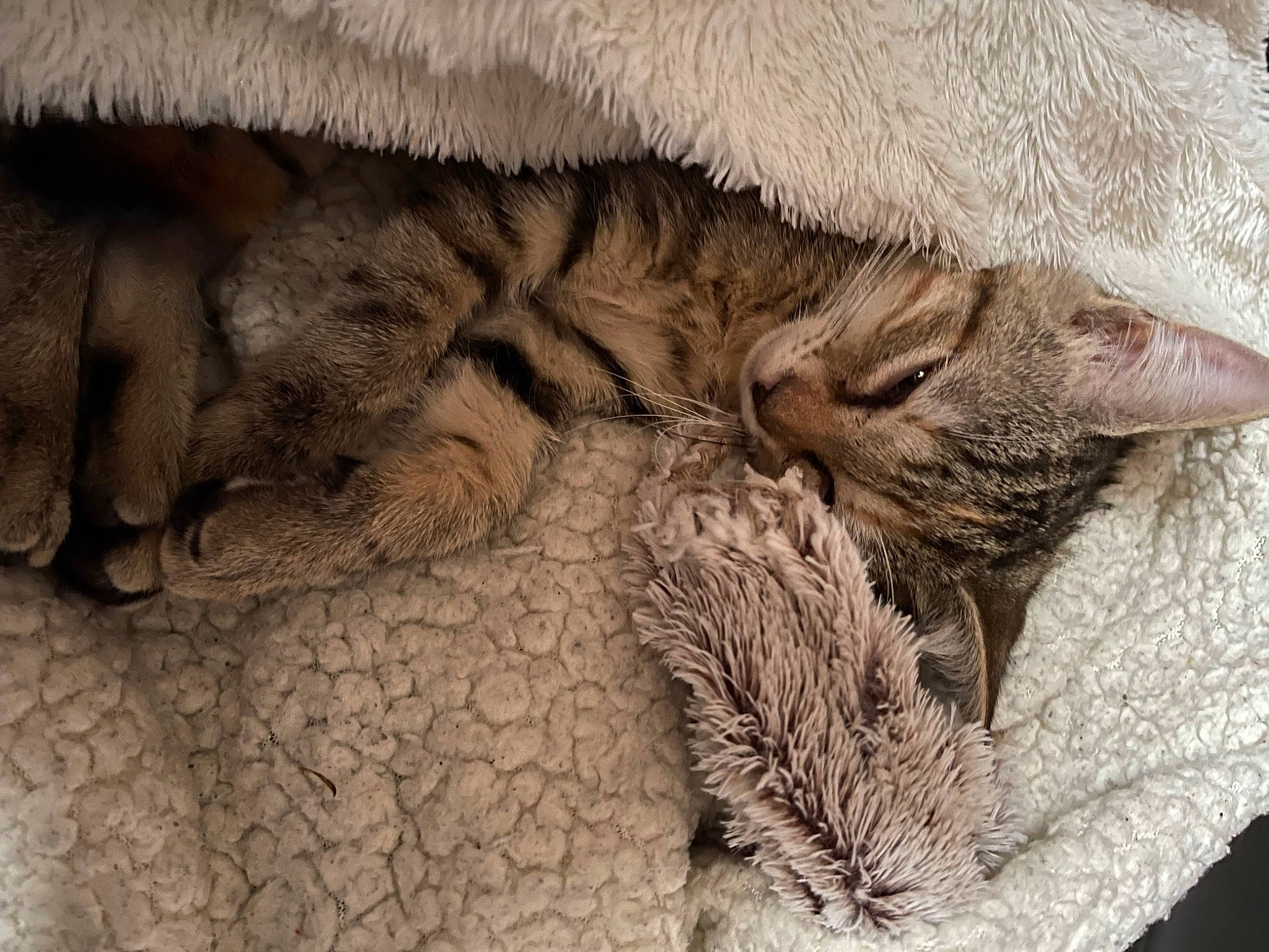 Stark participe au concours pour gagner de l'argent avec cette photo : carnivore, cat, claw, close_up, comfort, domestic_short_haired_cat, fawn, felidae, fur, grey, nap, paw, plant, small_to_medium_sized_cats, snout, tail, terrestrial_animal, tree, whiskers, wildlife