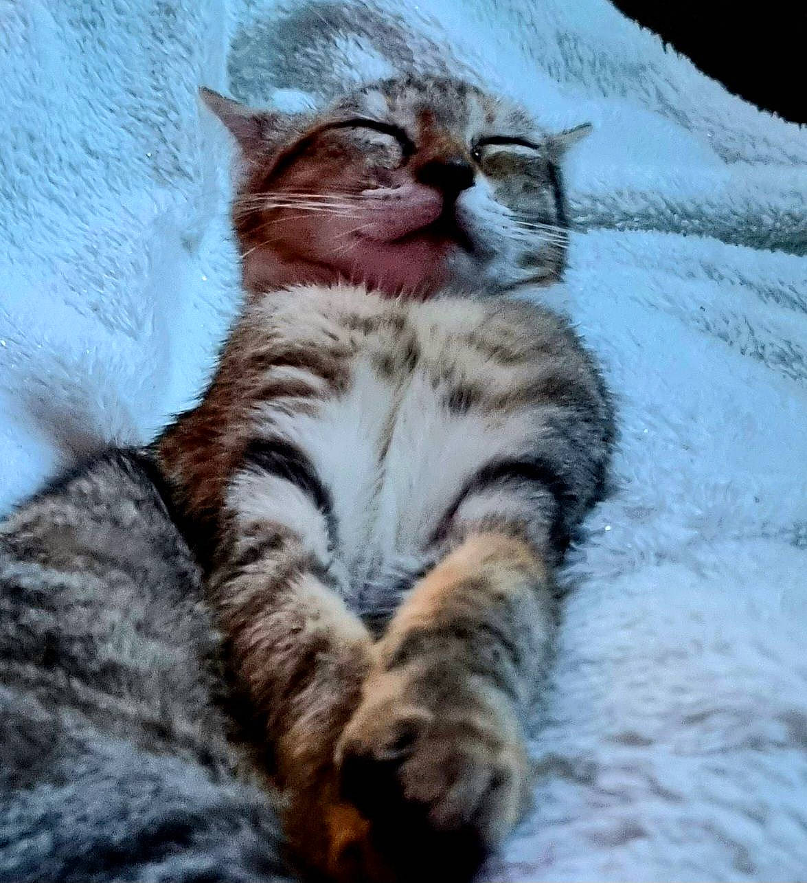 Stark participe au concours pour gagner de l'argent avec cette photo : carnivore, cat, claw, comfort, domestic_short_haired_cat, eye, fawn, felidae, foot, fur, nap, paw, small_to_medium_sized_cats, snout, tail, terrestrial_animal, toe, water, whiskers, wildlife