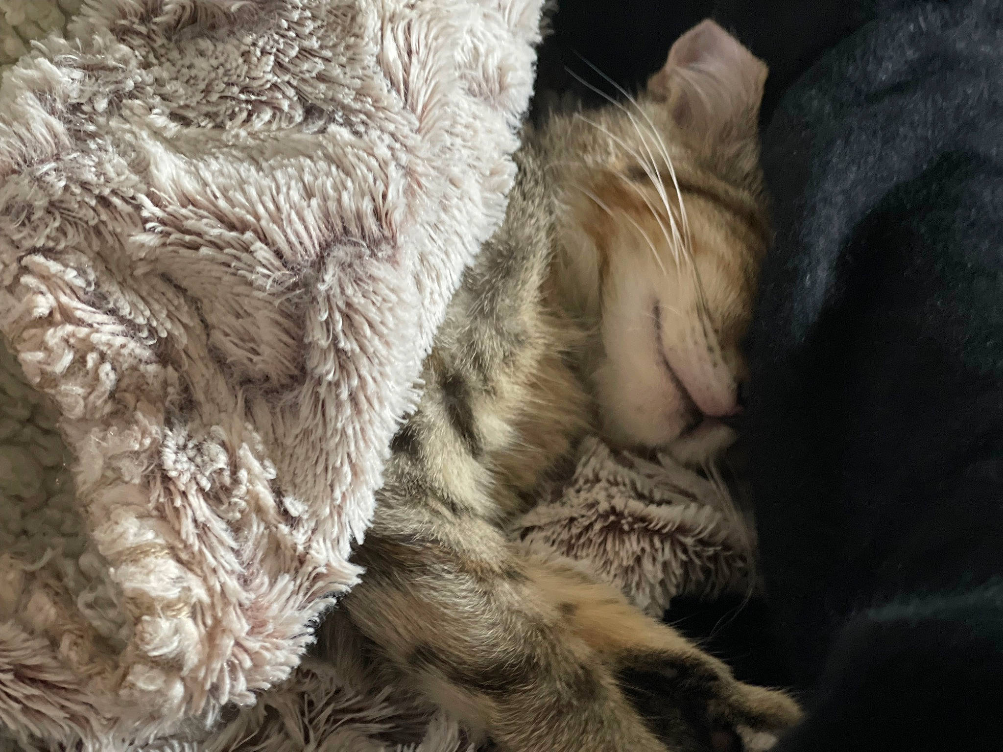 Stark participe au concours pour gagner de l'argent avec cette photo : cat, claw, domestic_short_haired_cat, felidae, fur, fur_clothing, natural_material, pattern, paw, small_to_medium_sized_cats, snout, tail, terrestrial_animal, whiskers, wildlife, wood