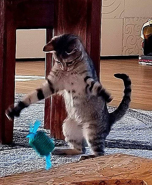 Stark participe au concours pour gagner de l'argent avec cette photo : blue, carnivore, cat, claw, domestic_short_haired_cat, electric_blue, felidae, flooring, fur, metal, photo_caption, shadow, sitting, small_to_medium_sized_cats, snout, tail, terrestrial_animal, tints_and_shades, whiskers, wildlife
