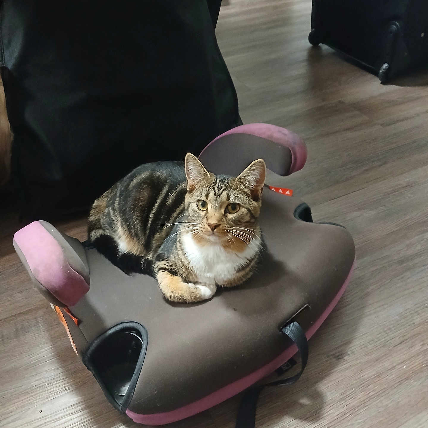 Nala joined the competition — help win amazing prizes! accessories, adult, animal, bag, baggage, canine, cat, chair, couch, furniture, handbag, hardwood, kitten, male, man, manx, person, pet, suitcase, wood