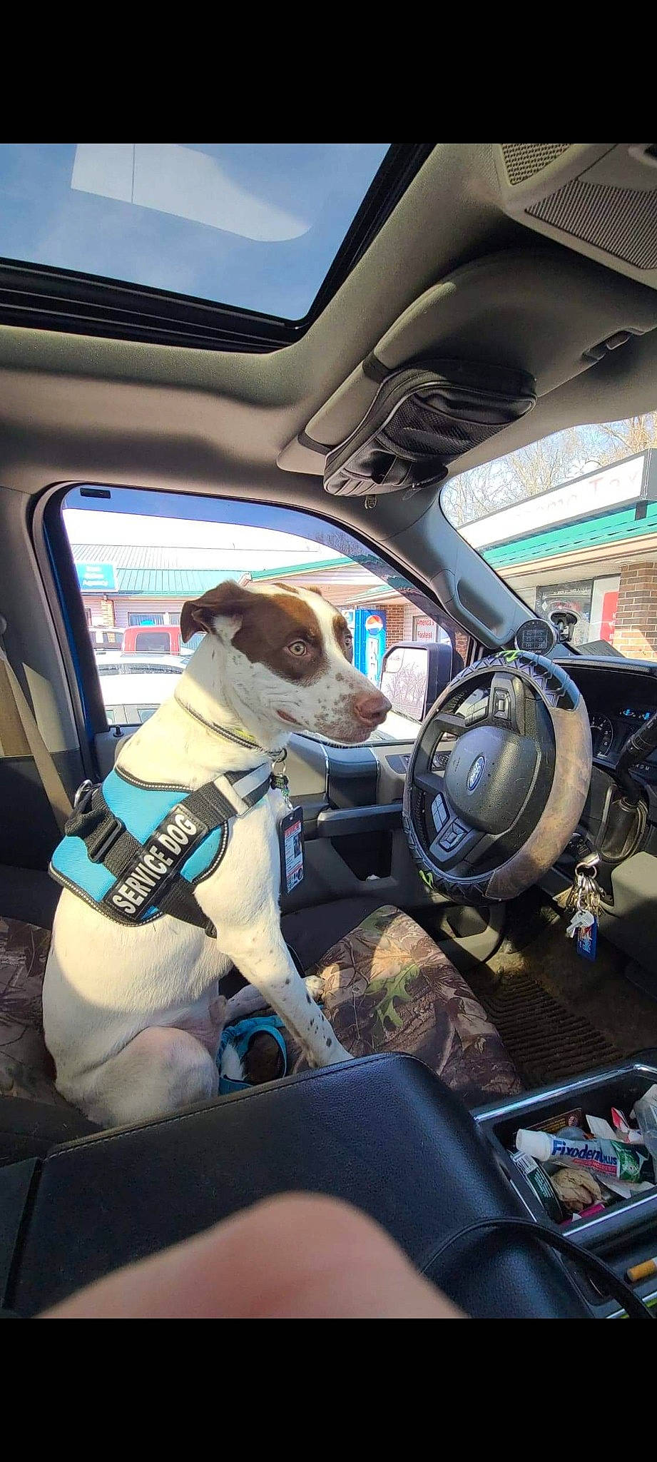 Scooby is registered to the contest to win money with this photo: auto_part, automotive_design, automotive_exterior, automotive_lighting, automotive_mirror, car, car_seat, car_seat_cover, carnivore, companion_dog, dog, head_restraint, mode_of_transport, motor_vehicle, personal_luxury_car, rear_view_mirror, steering_part, steering_wheel, vehicle, vehicle_door