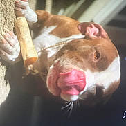 Canela is registered to the contest to win money with this photo: canidae, carnivore, comfort, companion_dog, dog, dog_breed, ear, fawn, felidae, fur, liver, non_sporting_group, paw, photo_caption, picture_frame, rectangle, sporting_group, tail, whiskers, yawn