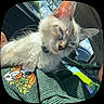 Salt joined the competition — help win amazing prizes! cat, feline, pet, cream_colored, fluffy, whiskers, blue_eyes, pointed_ears, sleepy, close_up, portrait, indoors, car_interior, blanket, fabric, sunlight, reflection, collar, lounging, cute