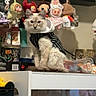 cat, fluffy_cat, pet, animal, sitting, striped_clothing, costume, blue_eyes, long_hair, toy_store, plush_toys, collectibles, keychains, shelves, display, indoors, television, halloween, home_decor, portrait